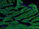 Cardiac Troponin T Antibody in Immunohistochemistry (PFA fixed) (IHC (PFA))