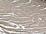 Cardiac Troponin T Antibody in Immunohistochemistry (Paraffin) (IHC (P))