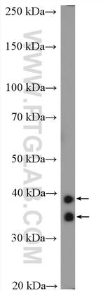 Cardiac Troponin T Antibody in Western Blot (WB)