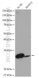 Bcl2 Antibody in Western Blot (WB)