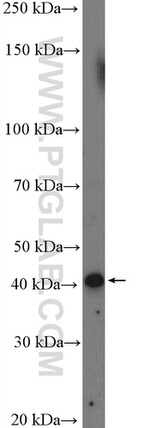 STK17B Antibody in Western Blot (WB)