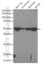 BAG5 Antibody in Western Blot (WB)