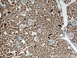 CLRN1 Antibody in Immunohistochemistry (Paraffin) (IHC (P))