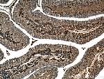 CLRN1 Antibody in Immunohistochemistry (Paraffin) (IHC (P))