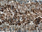 CLRN1 Antibody in Immunohistochemistry (Paraffin) (IHC (P))