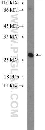 CLRN1 Antibody in Western Blot (WB)