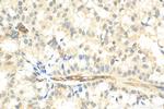 PCID2 Antibody in Immunohistochemistry (Paraffin) (IHC (P))