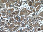 ELAC1 Antibody in Immunohistochemistry (Paraffin) (IHC (P))