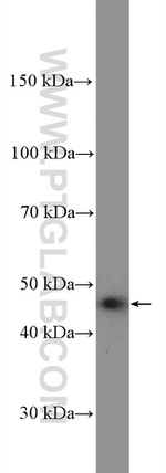 PEX13 Antibody in Western Blot (WB)