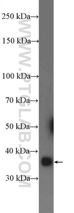 LIN37 Antibody in Western Blot (WB)