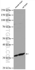 SLC25A29 Antibody in Western Blot (WB)