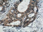 IL5 Antibody in Immunohistochemistry (Paraffin) (IHC (P))