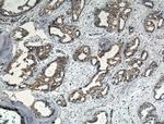 IL5 Antibody in Immunohistochemistry (Paraffin) (IHC (P))