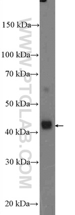 CYR61/CCN1 Antibody in Western Blot (WB)