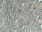 CYR61/CCN1 Antibody in Immunohistochemistry (Paraffin) (IHC (P))