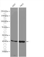 CYR61/CCN1 Antibody in Western Blot (WB)