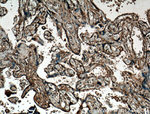 P3H1 Antibody in Immunohistochemistry (Paraffin) (IHC (P))