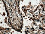 P3H1 Antibody in Immunohistochemistry (Paraffin) (IHC (P))