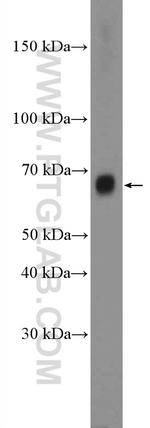 TRAF3IP2 Antibody in Western Blot (WB)