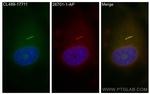 WDR35 Antibody in Immunocytochemistry (ICC/IF)