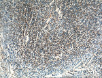 BSAP/PAX5 Antibody in Immunohistochemistry (Paraffin) (IHC (P))