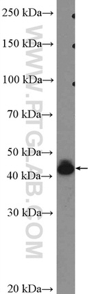 BSAP/PAX5 Antibody in Western Blot (WB)