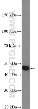 NUCB2/nesfatin-1 Antibody in Western Blot (WB)