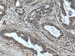 P27/KIP1 Antibody in Immunohistochemistry (Paraffin) (IHC (P))