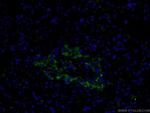 SLC17A9 Antibody in Immunohistochemistry (PFA fixed) (IHC (PFA))