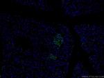 SLC17A9 Antibody in Immunohistochemistry (PFA fixed) (IHC (PFA))