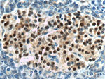 Cyclin D3 Antibody in Immunohistochemistry (Paraffin) (IHC (P))