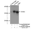 Cyclin D3 Antibody in Immunoprecipitation (IP)