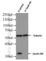 Cyclin D3 Antibody in Western Blot (WB)