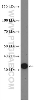 Cyclin D3 Antibody in Western Blot (WB)