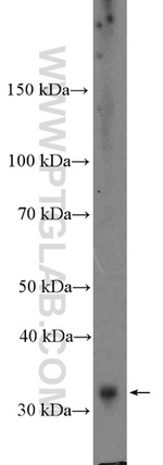 Cyclin D3 Antibody in Western Blot (WB)