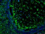 LIF Antibody in Immunohistochemistry (PFA fixed) (IHC (PFA))