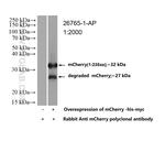 mCherry Antibody in Western Blot (WB)