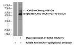 mCherry Antibody in Western Blot (WB)