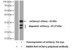 mCherry Antibody in Western Blot (WB)