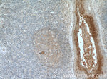 FCHO1 Antibody in Immunohistochemistry (Paraffin) (IHC (P))