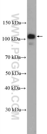 FCHO1 Antibody in Western Blot (WB)