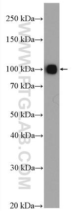 Plasminogen Antibody in Western Blot (WB)