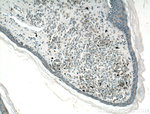 IL-24 Antibody in Immunohistochemistry (Paraffin) (IHC (P))