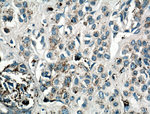 IL-24 Antibody in Immunohistochemistry (Paraffin) (IHC (P))