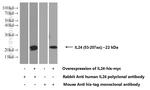 IL-24 Antibody in Western Blot (WB)