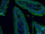 MYO6 Antibody in Immunohistochemistry (Paraffin) (IHC (P))