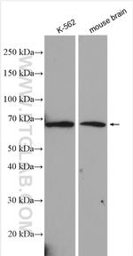 VGF Antibody in Western Blot (WB)