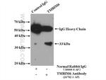 TMBIM6 Antibody in Immunoprecipitation (IP)