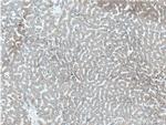 GCGR Antibody in Immunohistochemistry (Paraffin) (IHC (P))