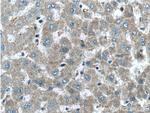 GCGR Antibody in Immunohistochemistry (Paraffin) (IHC (P))